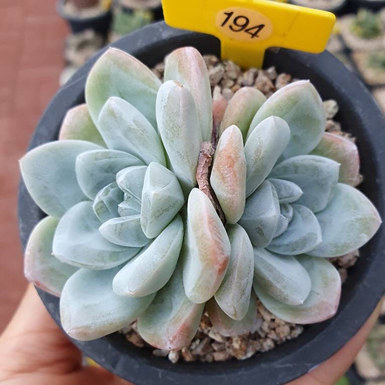 Echeveria Ice Green, Double, (Not so Random)