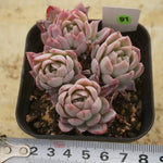 PREVIEW OF MOTHER"S DAY WEEKEND FLASH SALE!  PRESALE Echeveria Violet Queen, (Random)