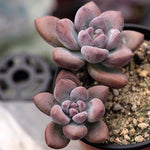 SPECIAL! JUST CART! Echeveria Opalina, (Hybrid?)- MUST USE COUPON CODE :)