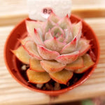 PRESALE Echeveria Eiria, (Random)