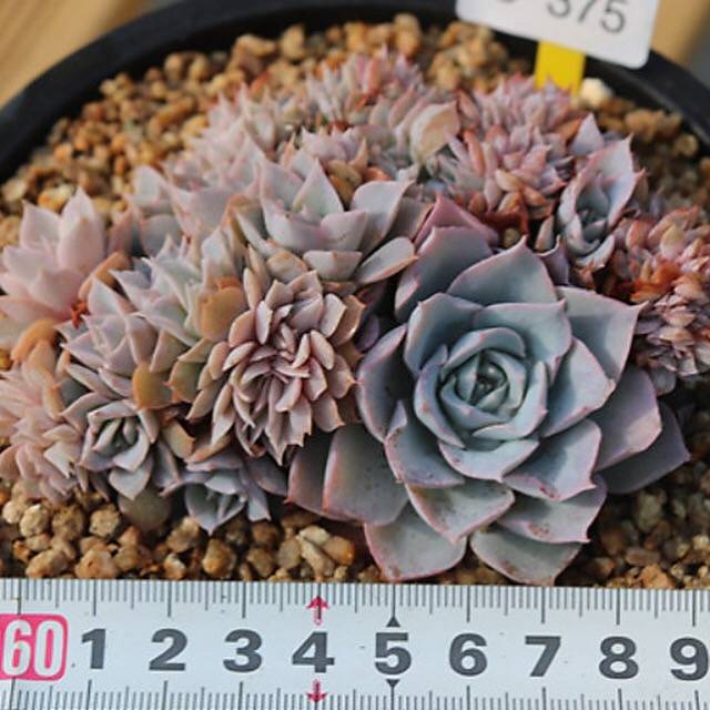 PRESALE Echeveria Peacockii Subsessilis Cristata, (Random)