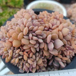 4th OF JULY FLASH SALE- DEAL #10 PRESALE Graptoveria Debbie, Cristata