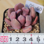 PRESALE Echeveria Cupid, (Random)