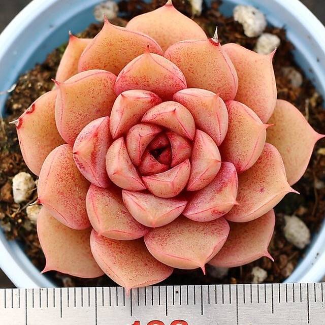 PRESALE Echeveria Pumila Hybrid