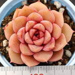 PRESALE Echeveria Pumila Hybrid