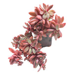 Echeveria cv Rezry, (Random)