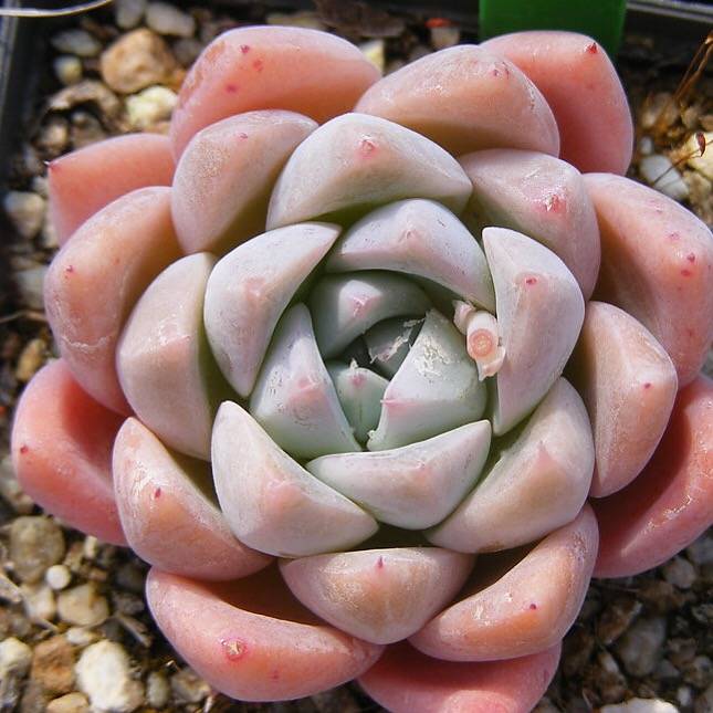 SPECIAL!! JUST CART! PRESALE Echeveria Thumb Rim, (Not so Random)