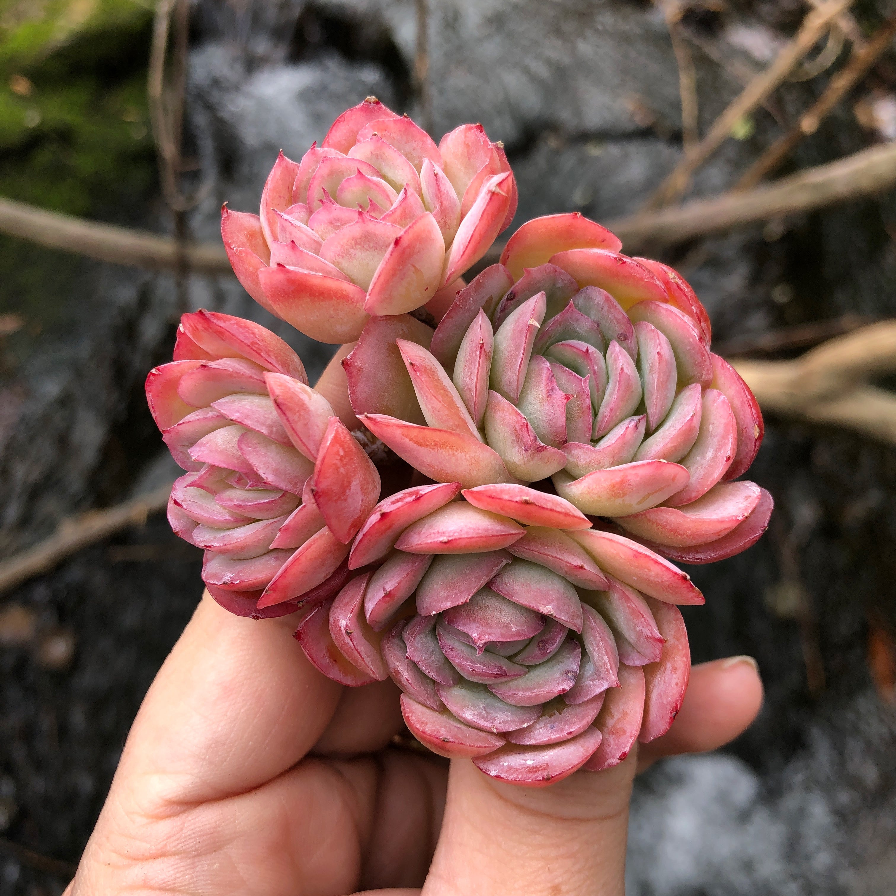 succulent strawberry Echeveria Strawberry Ice, Cluster