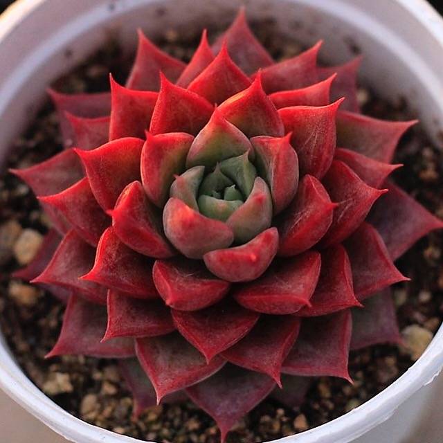 Echeveria Shakira, Fancy Hybrid