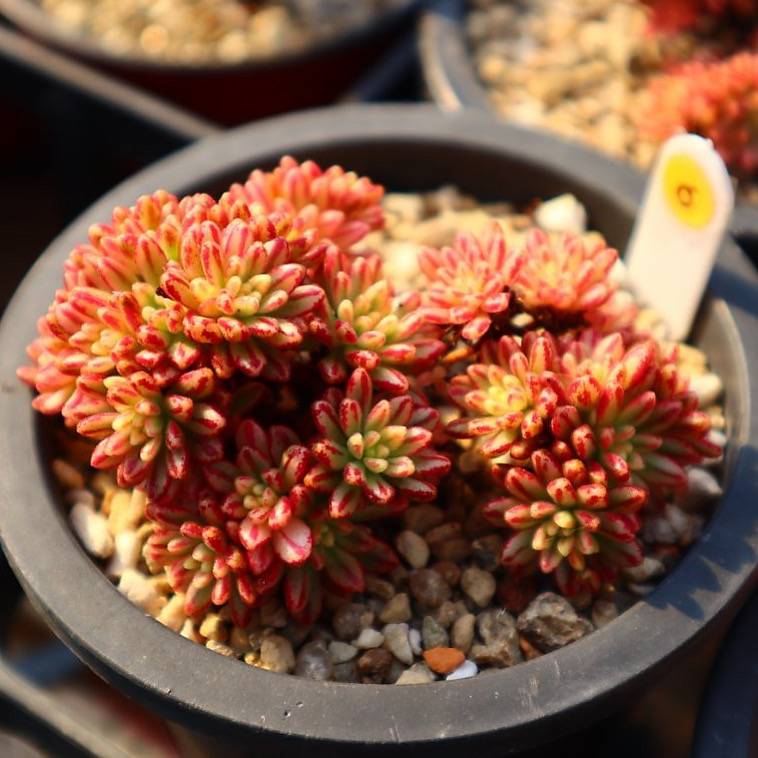 Aeonium Sedifolius, Variegata