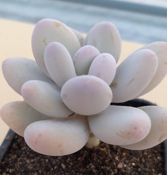 PRESALE Pachyphytum Oveferum cv Momobijin, (Random)