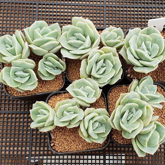 FLASH SALE! PRESALE Echeveria Lovely Rose, Triples and Quadruples, (Random)