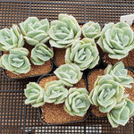 FLASH SALE! PRESALE Echeveria Lovely Rose, Triples and Quadruples, (Random)