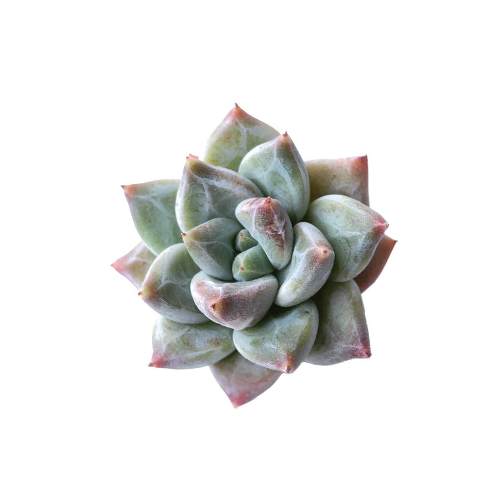 Pachyphytum Compactum Hybrid, (Small)