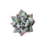 Pachyphytum Compactum Hybrid, (Small)