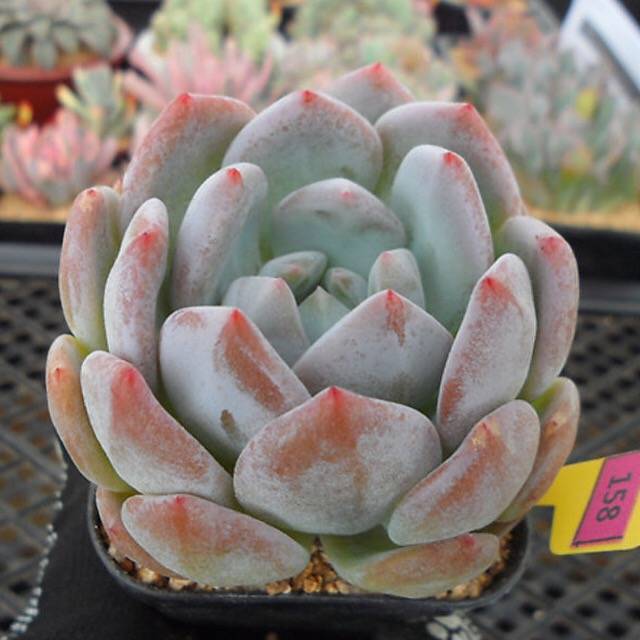 (RESERVED) Echeveria Potosina