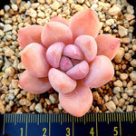 PRESALE Echeveria Arteusa, (Random)