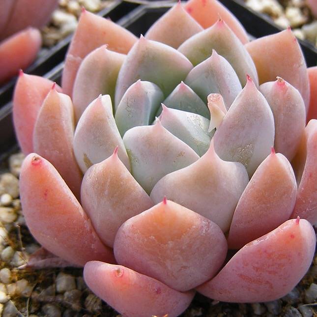 SPECIAL!! JUST CART! PRESALE Echeveria Thumb Rim, (Not so Random)