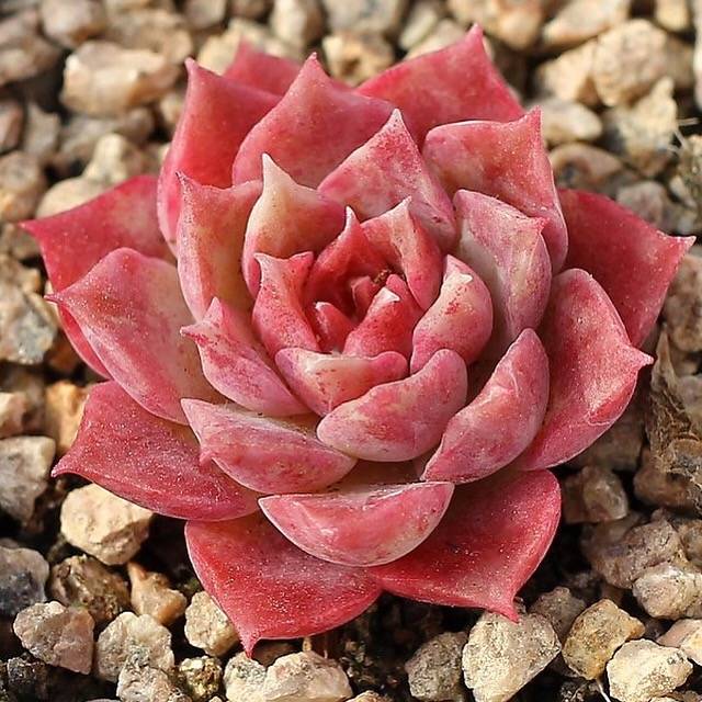 PRESALE Echeveria Mochican