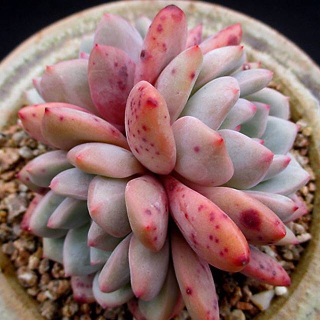 PRESALE Echeveria Ariel, Cluster, (Not so Random)