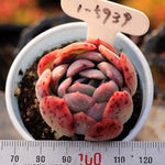 PRESALE Echeveria Ganoderma