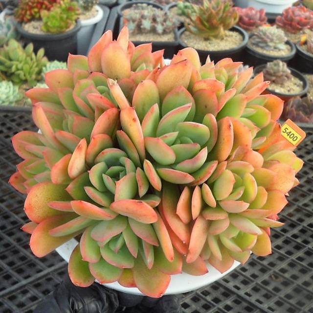 Echeveria Luella, Large
