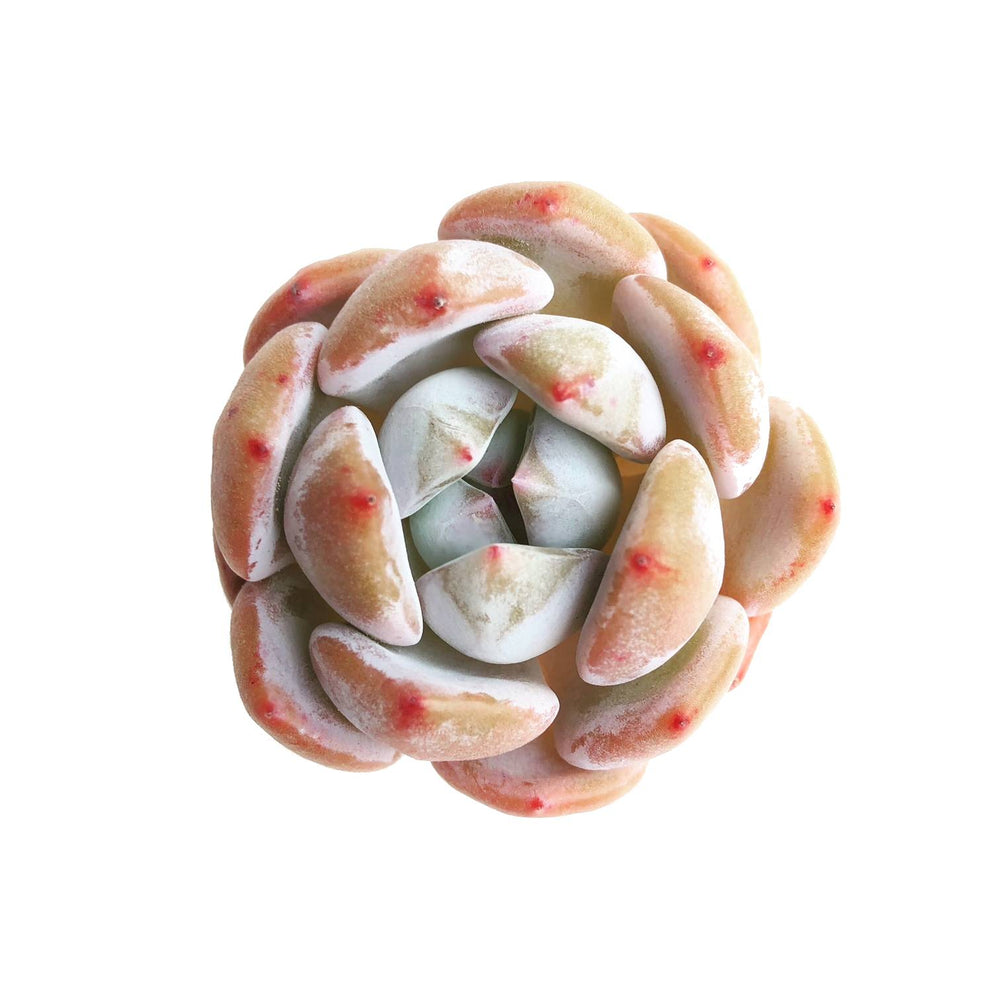 (RESERVED) Echeveria Orange Monroe