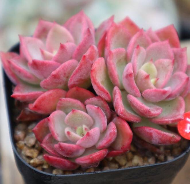 PRESALE Echeveria Noble, Cluster, (Random)