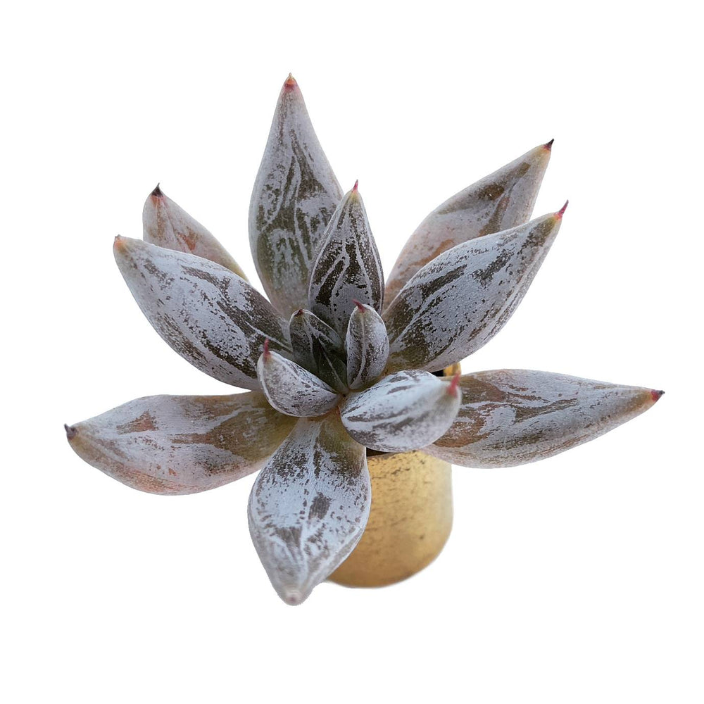 SALE! Echeveria Unguiculata