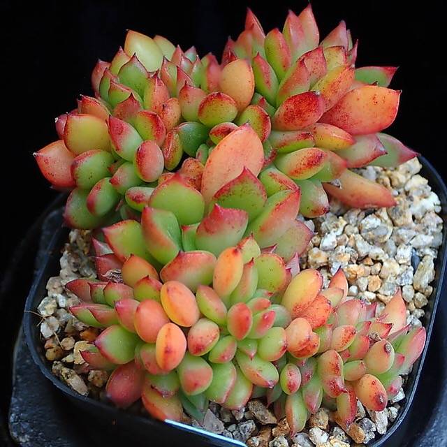 PRESALE Echeveria 'Memory' Cristata, (Random)