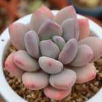 PRESALE Echeveria Sp., (Random)