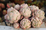 (RESERVED) Echeveria Lemon Berry, Cluster