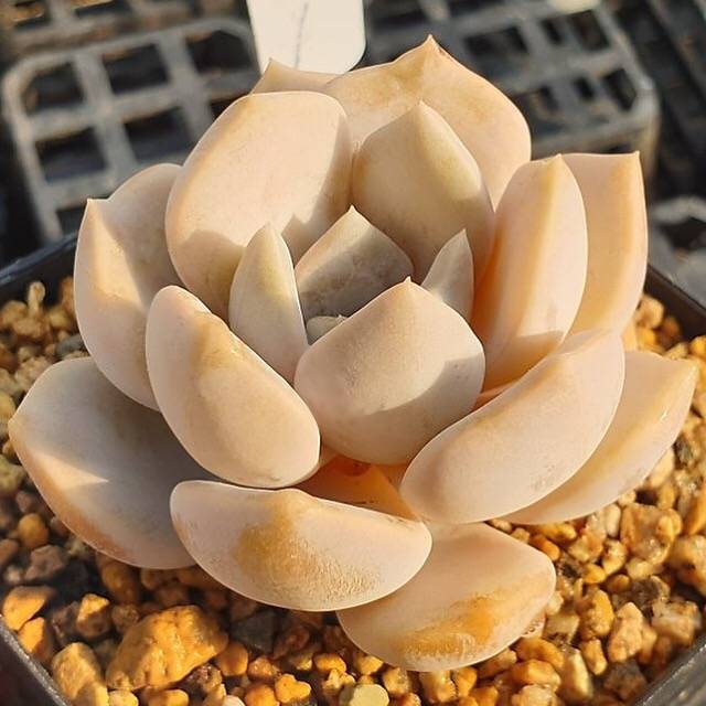 MOTHER'S DAY WEEKEND FLASH SALE! PRESALE Echeveria Tiramisu, (Random)