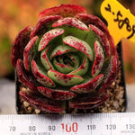 PRESALE Echeveria Love Fire