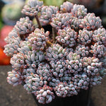 PRESALE Graptopetalum Blue Beans, Cluster