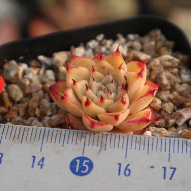 PRESALE Echeveria Halbingeri, (Random)