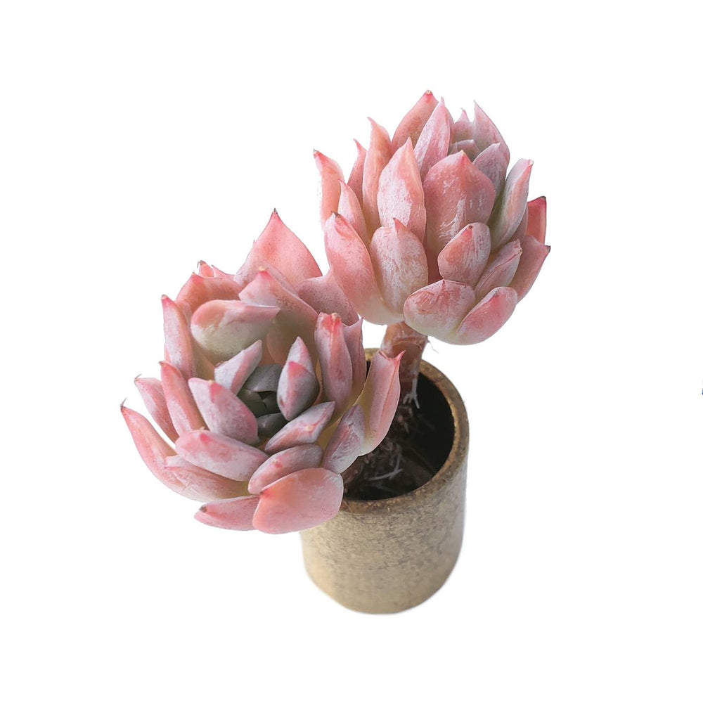 bradburiana succulent Echeveria Bradburiana