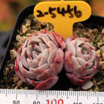PRESALE Echeveria Gold Light