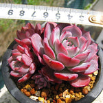 PRESALE Echeveria Laulensis, (Random)