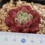 PRESALE Echeveria Carol, (Random)