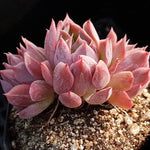 PRESALE Echeveria Bradburiana, Triple (Random)