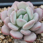 FLASH SALE! PRESALE Echeveria Ice Cream, (Random)