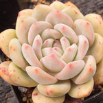 PRESALE Echeveria Ariel, (Not So Random)