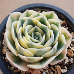 PRESALE Echeveria Lenore Dean, (Random)