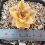 PRESALE Echeveria Monocerotis, Variegata, (Not so Random)