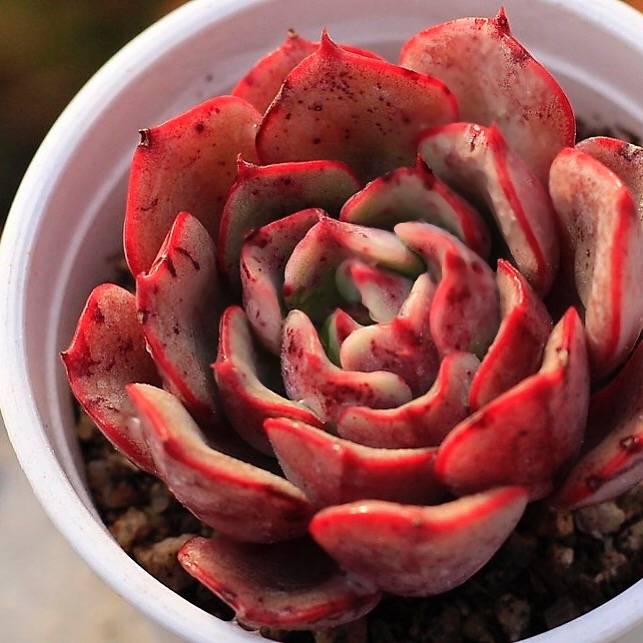 SPECIAL! JUST CART!! Echeveria Regensis, (Now In Stock, Ready to Ship)