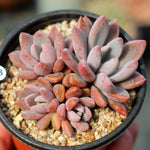 FLASH SALE! PRESALE Echeveria Sugar Jelly-- Clusters! (Random)- SIX LEFT :)