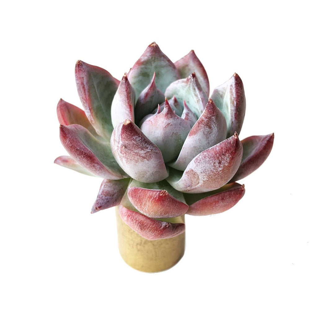 Echeveria Black Sabbath