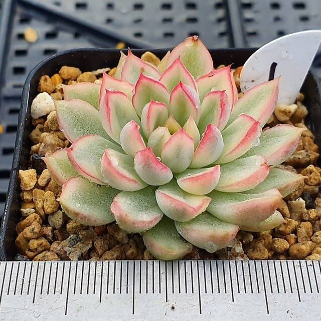(RESERVED) Echeveria Mebina, Variegata