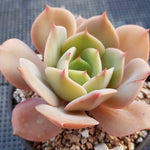 Echeveria White Snow, (Random)